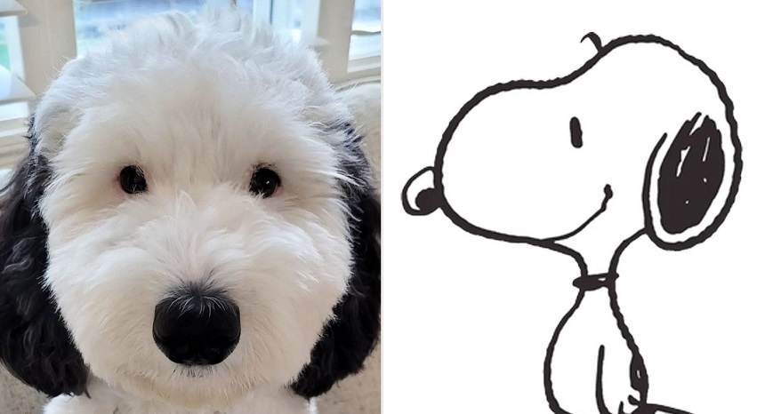 Snoopy