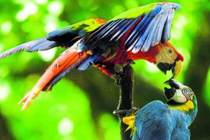 Rescatan a más de 370 aves de una red de tráfico de fauna silvestre en Lara