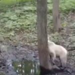 El video de la extraña cría de oso pardo albino que se volvió una sensación viral