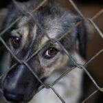 Gran consternación se vive en el estado Lara por el asesinato de 17 perros y 10 gatos. Según versiones, consumieron comida envenenada.  