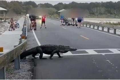 Un cocodrilo causó asombro y "paró el tráfico" en Carolina del Sur (EEUU), cuando apareció de la nada y en plena avenida.  