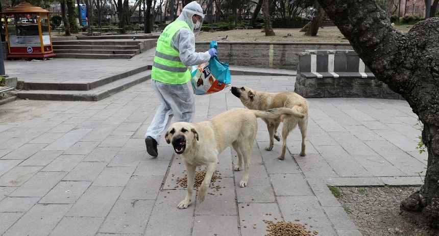 perros