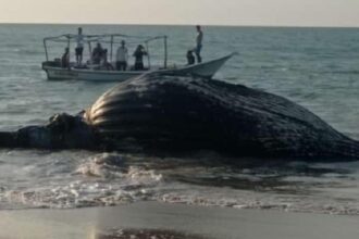 ballena