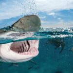 Una playa de California (EEUU) fue cerrado por las autoridades, tras el ataque a un surfista de parte de un tiburón al menos tres metros.