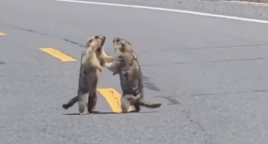 marmotas