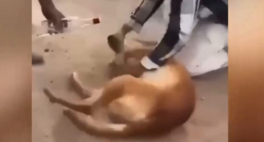 perrito