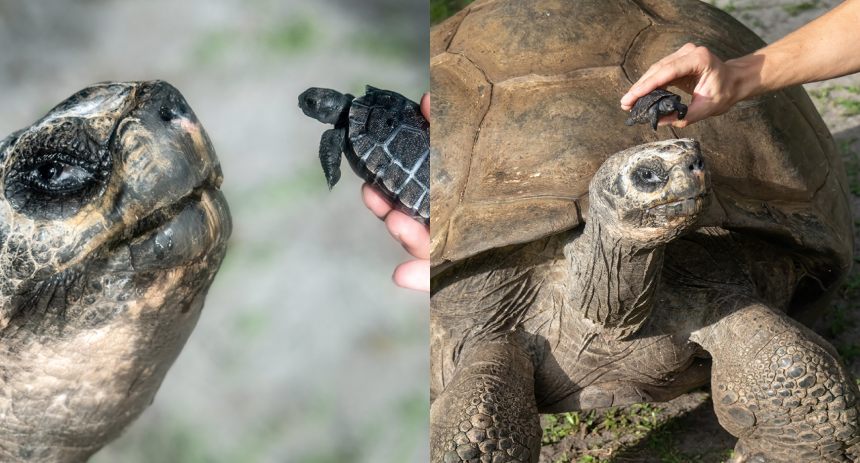 Tortuga