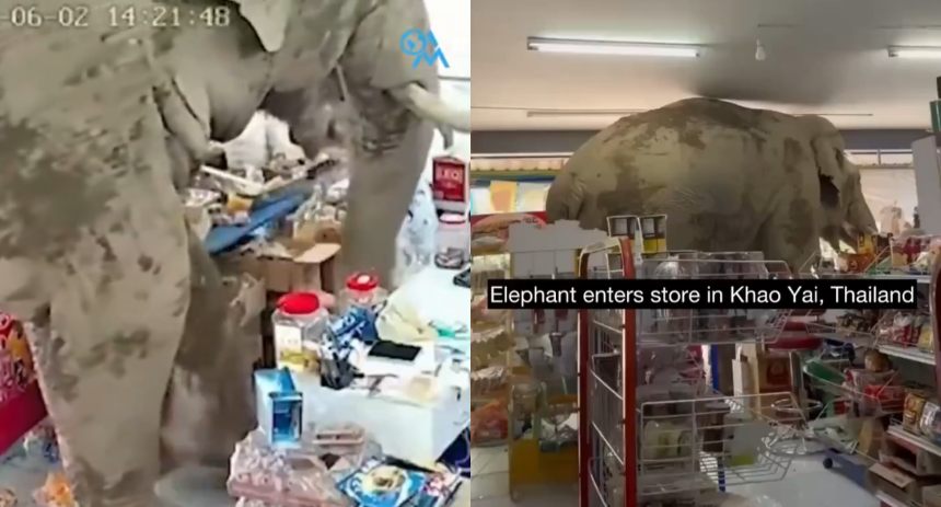 elefante