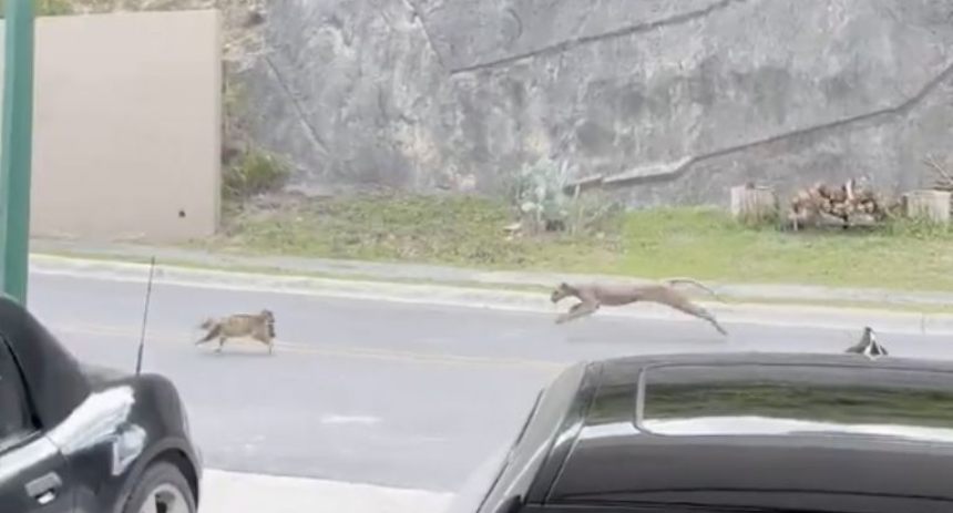puma