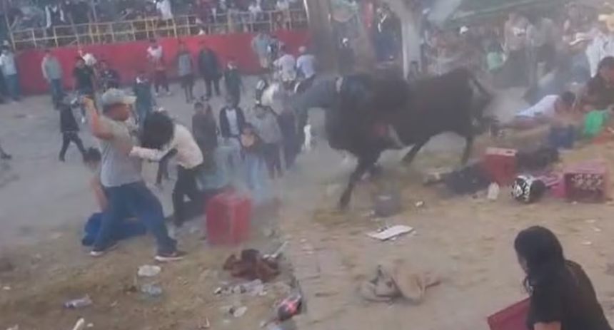 toro