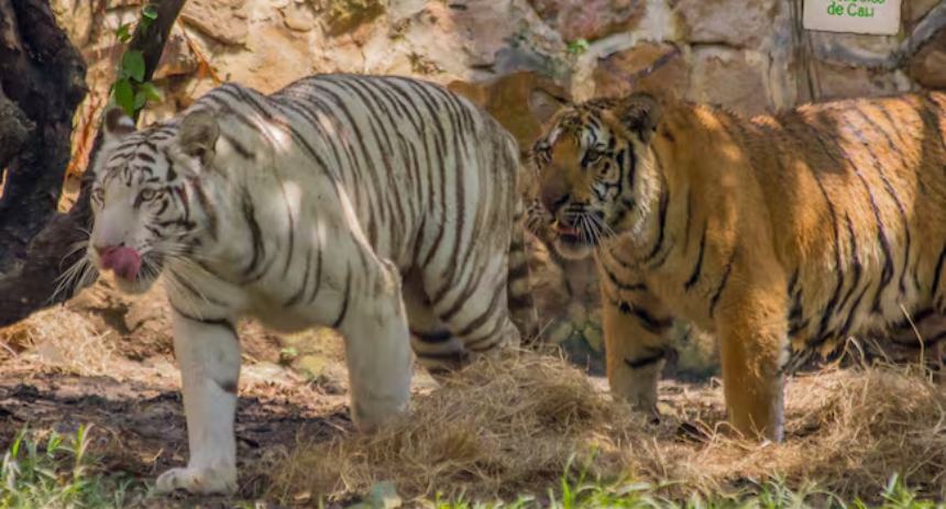 Zoológico