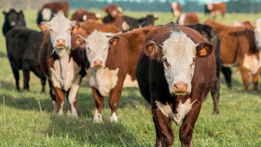 La manera en que una mujer engañó a una manada de vacas para sobrevivir mientras era atacada