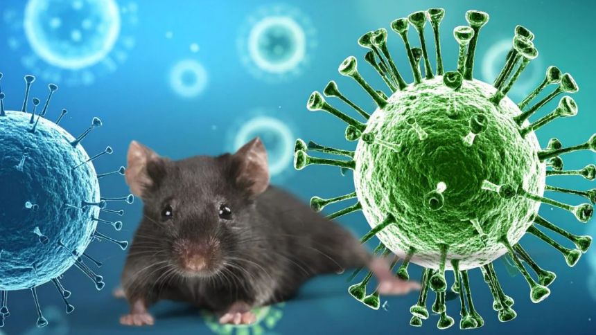 Hantavirus: Seis pasajeros del crucero MV abandonan hospital para cuarentena en casa